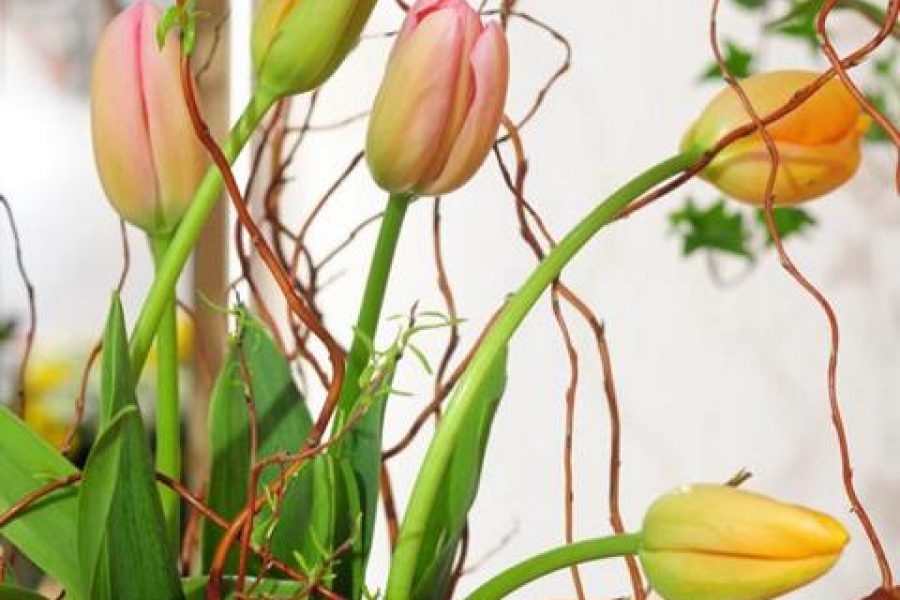 Tulpen und co. - Frisch aus unserer Gärtnerei